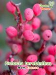 GardenShaman.eu - Pistacia terebinthus Samen seeds Pistazie