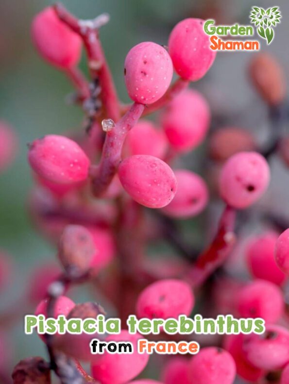 GardenShaman.eu - Pistacia terebinthus Samen seeds Pistazie