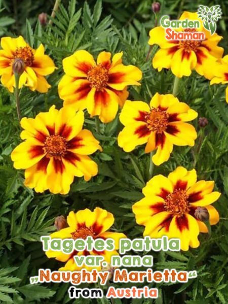 GardenShaman.eu - Tagetes patula Nana Naughty Marietta seeds Samen