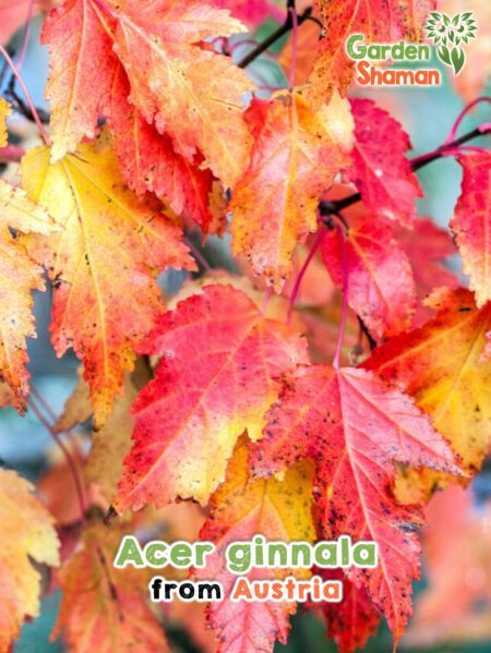 GardenShaman.eu - Acer ginnala seeds seeds