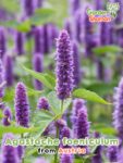 GardenShaman.eu - Agastache foeniculum Samen seeds