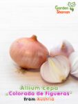 GardenShaman.eu – Allium cepa Colorado de Figureres