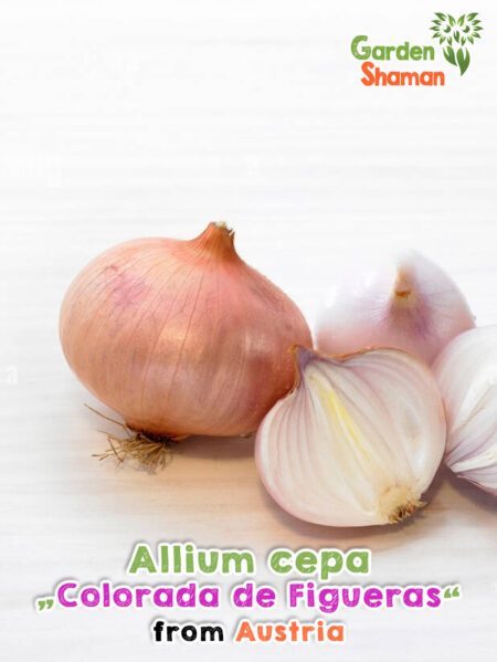 GardenShaman.eu - Allium cepa Colorado de Figureres Samen seeds