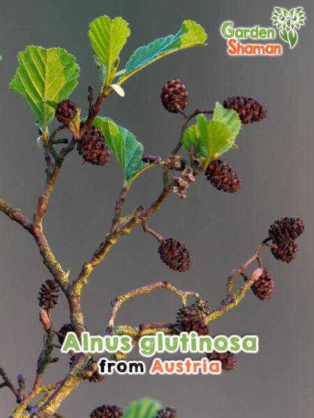 GardenShaman.eu - Alnus glutinosa seeds seeds