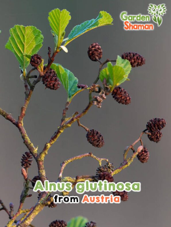 GardenShaman.eu - Sementes de Alnus glutinosa sementes