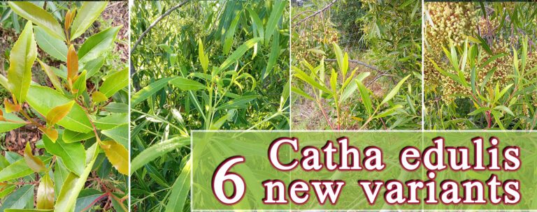 GardenShaman.eu Banner Catha edulis Samen seeds