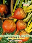 GardenShaman.eu - Beta vulgaris conditiva Burpees Golden Samen seeds