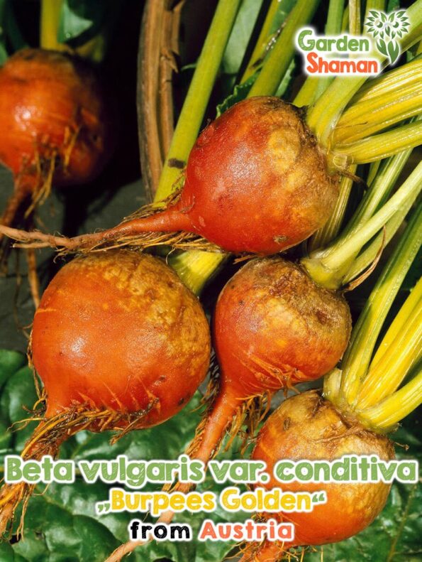 GardenShaman.eu - Beta vulgaris conditiva Burpees Golden seeds semillas