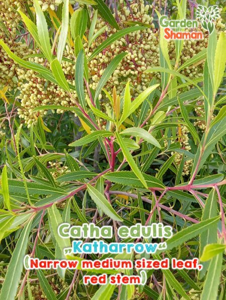 GardenShaman.eu - Catha edulis Katharrow seeds seeds