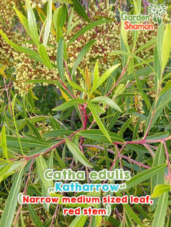 GardenShaman.eu - Catha edulis Katharrow Samen seeds