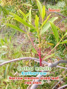 GardenShaman.eu - Catha edulis Katharrow semi semi