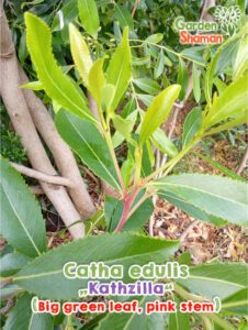 GardenShaman.eu - Catha edulis Kathzilla Semi Semi