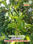 GardenShaman.eu - Catha edulis Kathzilla 1