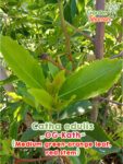 GardenShaman.eu - Catha edulis OG Kath Samen seeds