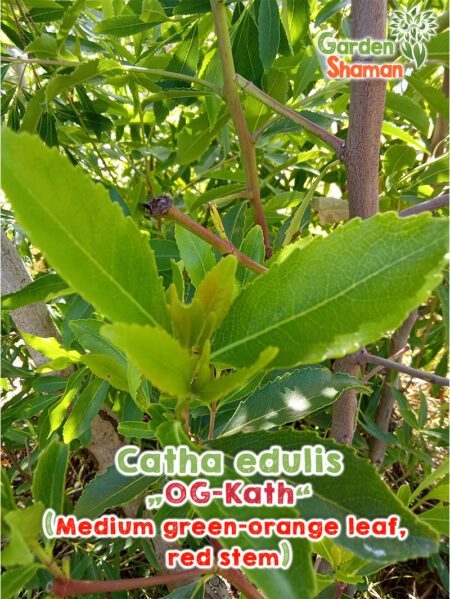 GardenShaman.eu - Catha edulis OG Kath Samen seeds