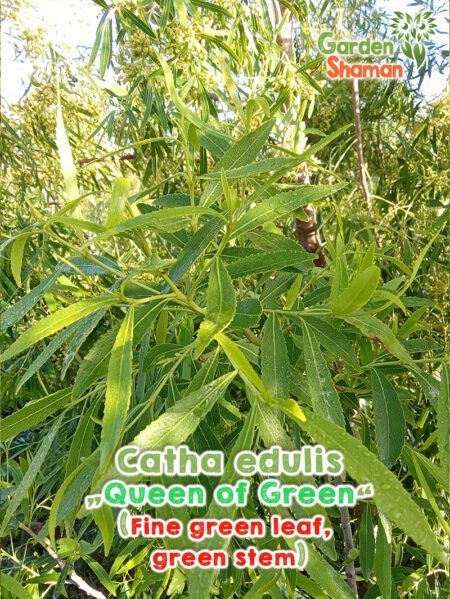 GardenShaman.eu - Catha edulis Queen of Green seeds seeds