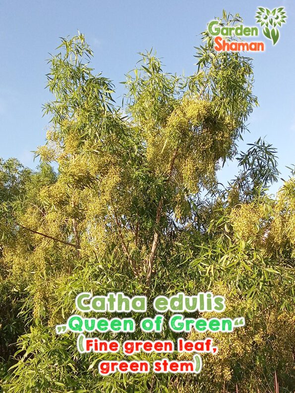 GardenShaman.eu - Semi di Catha edulis Queen of Green