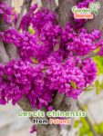 GardenShaman.eu - Cercis chinensis Samen seeds