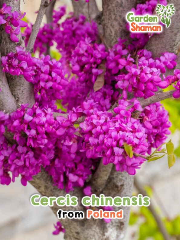 GardenShaman.eu - Cercis chinensis seeds seeds