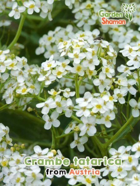 GardenShaman.eu - Crambe tatarica Samen seeds