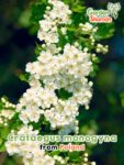 GardenShaman.eu - Crataegus monogyna seeds seeds