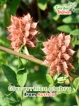 GardenShaman.eu - Glycyrrhiza glabra Samen seeds