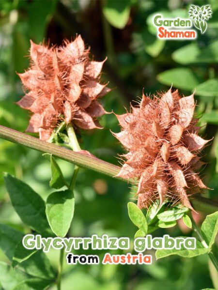 GardenShaman.eu - Glycyrrhiza glabra Samen seeds