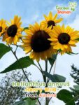 GardenShaman.eu - Helianthus annuus Henry Wild Samen seeds