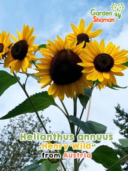 GardenShaman.eu - Helianthus annuus Henry Wild seeds seeds