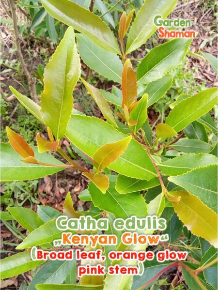 GardenShaman.eu - Semi di Kenyan Glow