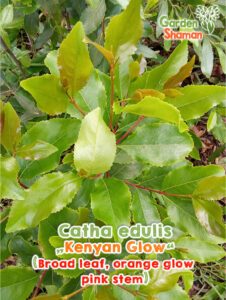 GardenShaman.eu - Semi di Kenyan Glow