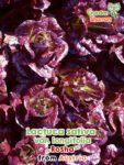 GardenShaman.eu - Lactuca sativa var longifolia Rosha Samen seeds