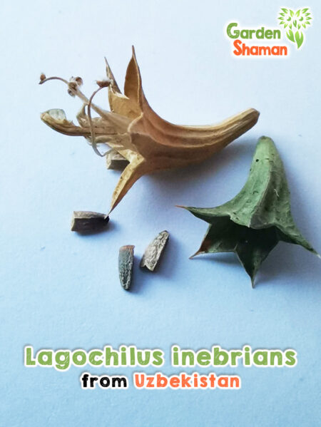 GardenShaman.eu - Lagochilus inebrians Samen seeds