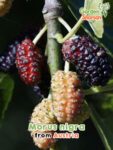 GardenShaman.eu - Morus nigra Samen seeds