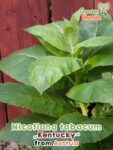 GardenShaman.eu - Nicotiana tabacum Kentucky Samen seeds