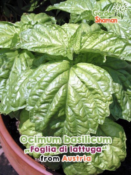 GardenShaman.eu - Ocimum basilicum Foglia di lattuga Samen seeds