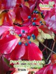 GardenShaman.eu – Parthenocissus quinquefolia