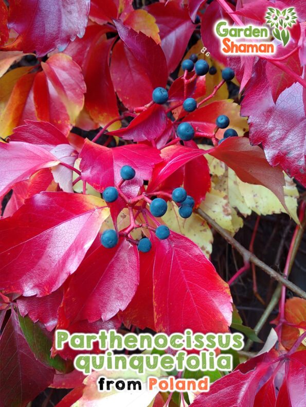 GardenShaman.eu - Parthenocissus quinquefolia Samen seeds