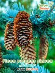 GardenShaman.eu – Picea pungens glauca Kaibab