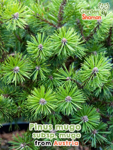 GardenShaman.eu - Pinus mugo subsp. mugo seeds seeds