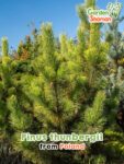 GardenShaman.eu - Pinus thunbergii