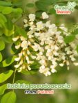 GardenShaman.eu - Robinia pseudoacacia seeds seeds