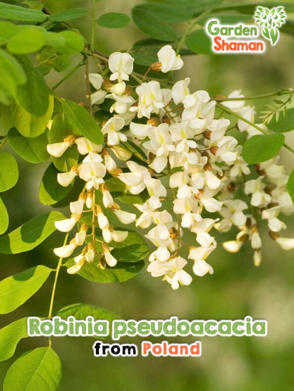 GardenShaman.eu - Robinia pseudoacacia Samen seeds