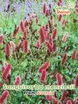 GardenShaman.eu - Semi di Sanguisorba menziesii semi