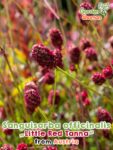 GardenShaman.eu - Sanguisorba officinalis Little Red Tanna семена семена