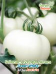 GardenShaman.eu – Solanum lycopersicum Great White