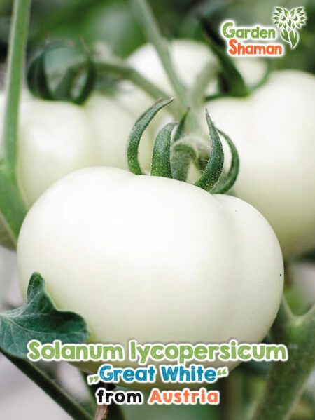 GardenShaman.eu - Solanum lycopersicum Great White Samen seeds