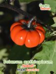 GardenShaman.eu - Graines de Solanum aethiopicum Nakati