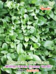 GardenShaman.eu - Spinacia oleracea Winterriesen strain Verdil seeds seeds