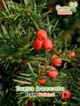 GardenShaman.eu – Taxus baccata